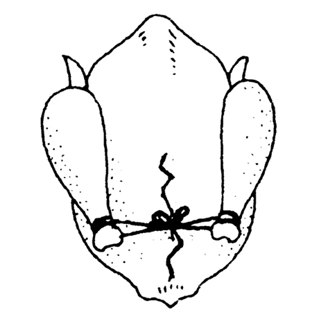 Ficelle De Cuisine 152 M 6 Ficelle De Cuisine 152 M â Image 4